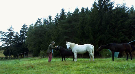 Nos amis les chevaux